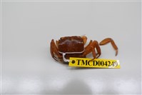 藏品(奧氏後相手蟹)的圖片